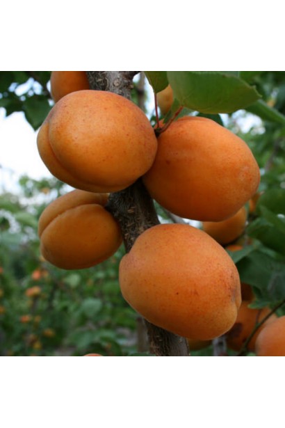 Абрикос Голд Річ ранній | Абрикос Голд Рич ранний | Prunus armeniaca Gold Rich